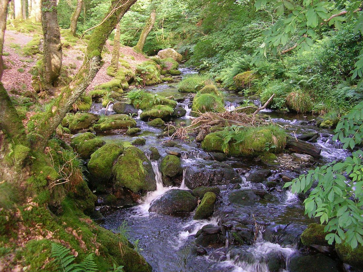 The Dolgoch Bed & Breakfast Bryn-crug Bagian luar foto